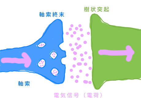 シナプスの電気信号